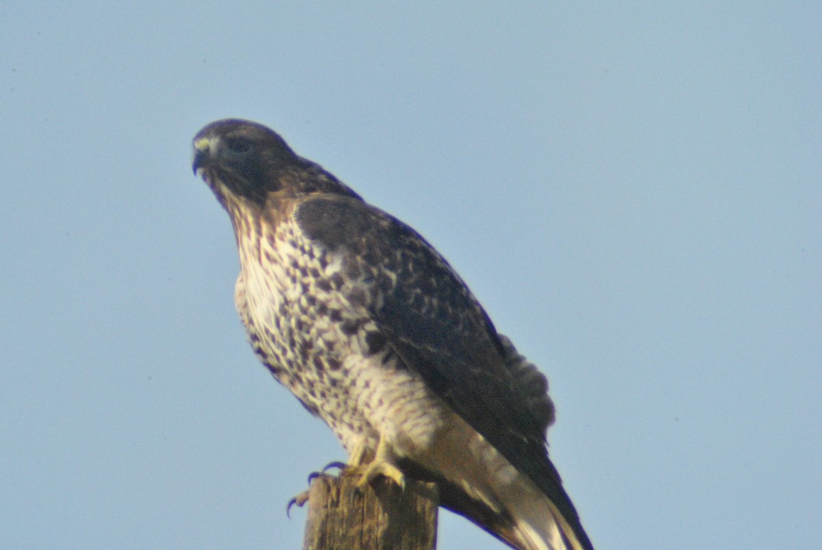 Red-tailed Hawk (calurus/alascensis) - Sean Cozart