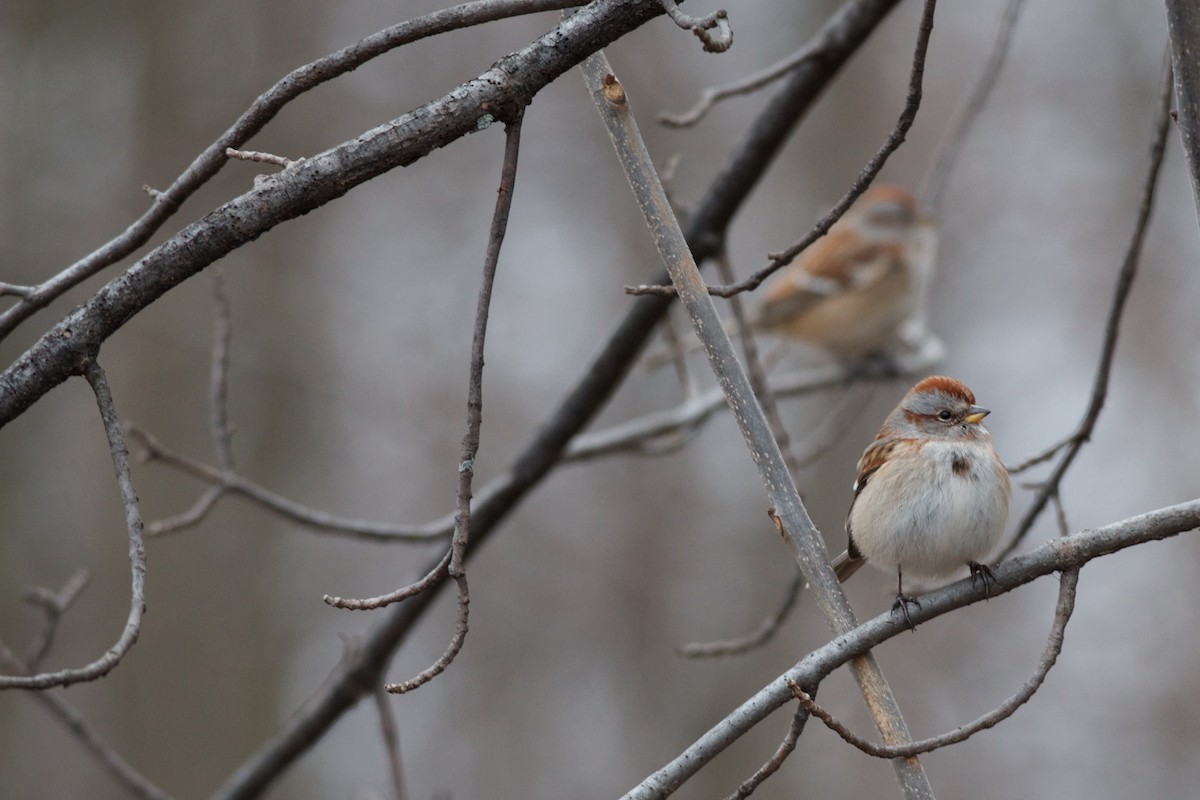 American Tree Sparrow - ML77321801