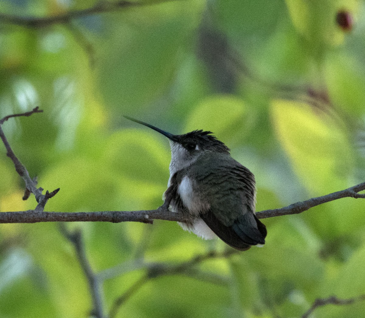 Black-chinned Hummingbird - kyle chelius