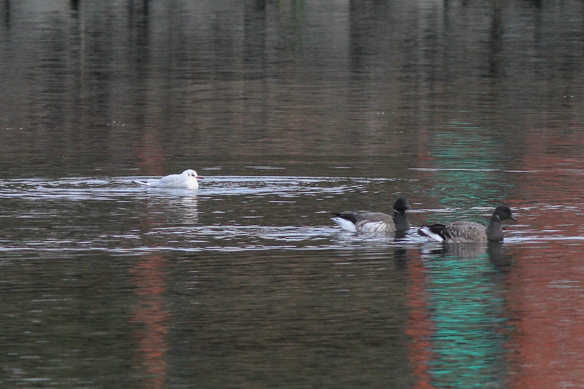 Хүрэн толгойт цахлай - ML77322151