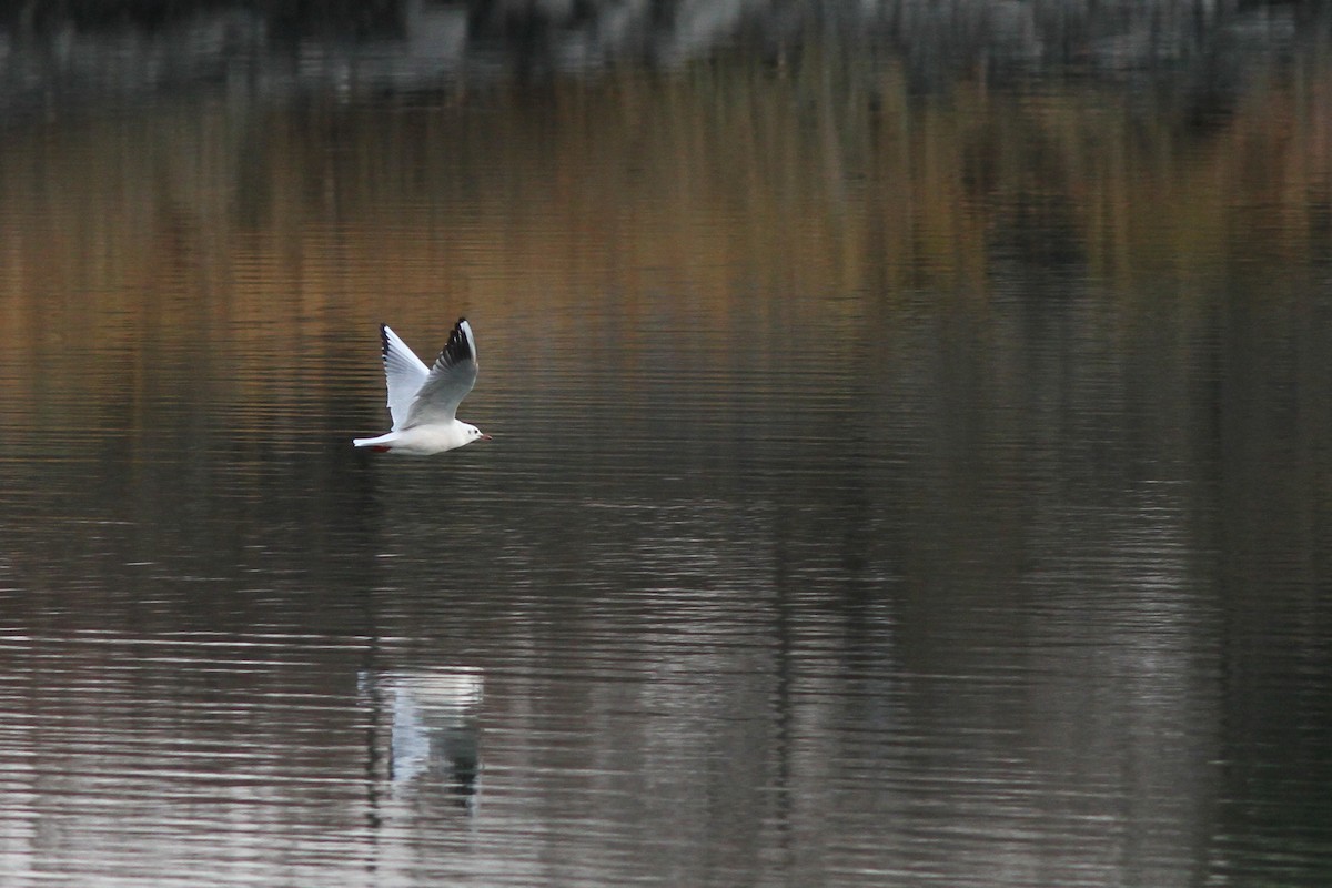 Хүрэн толгойт цахлай - ML77322171