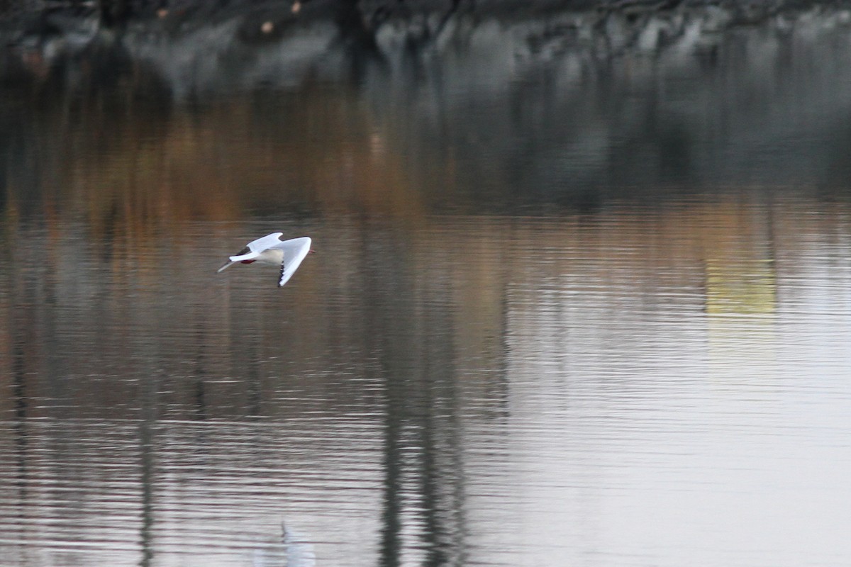 Хүрэн толгойт цахлай - ML77322181