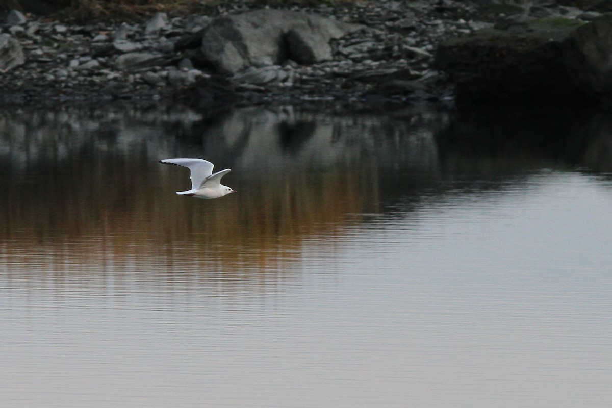 Хүрэн толгойт цахлай - ML77322201