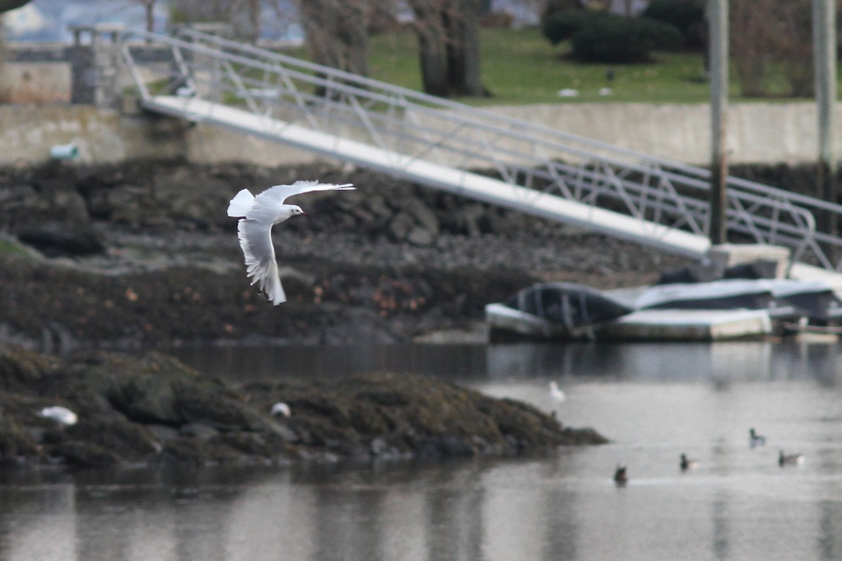 Хүрэн толгойт цахлай - ML77322211