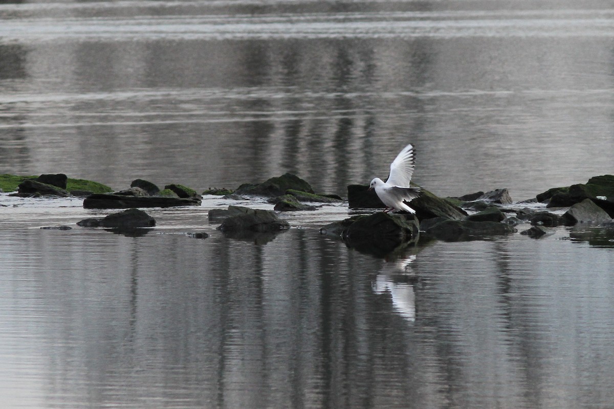 Хүрэн толгойт цахлай - ML77322231