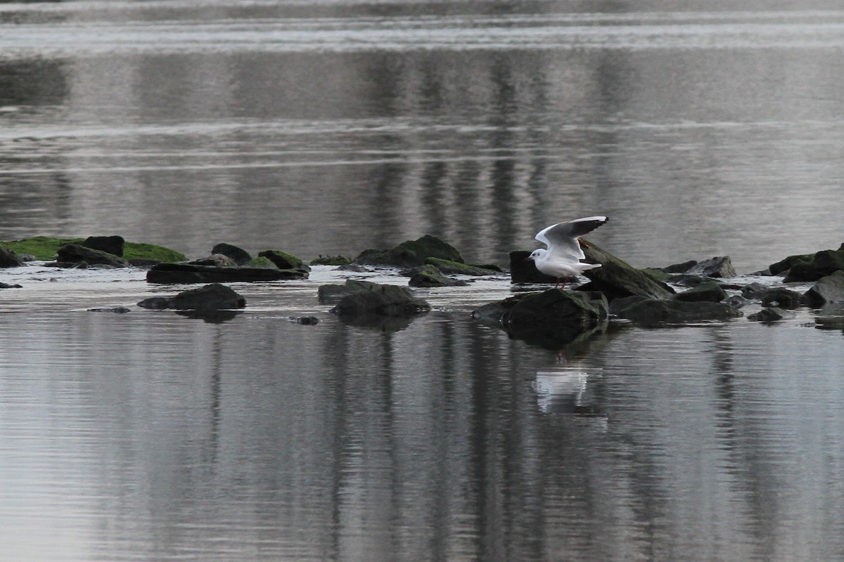 Хүрэн толгойт цахлай - ML77322241