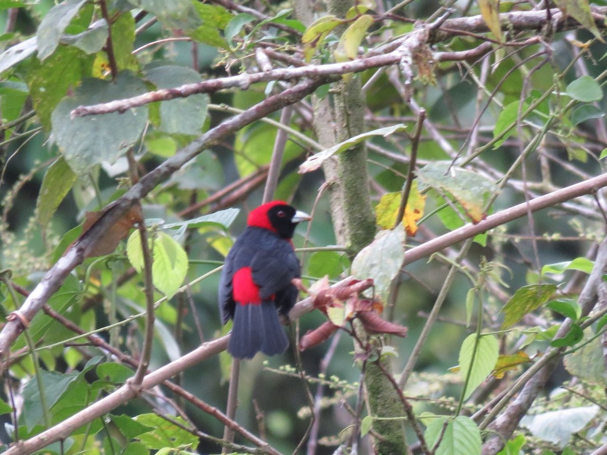 Crimson-collared Tanager - Osvaldo Araya