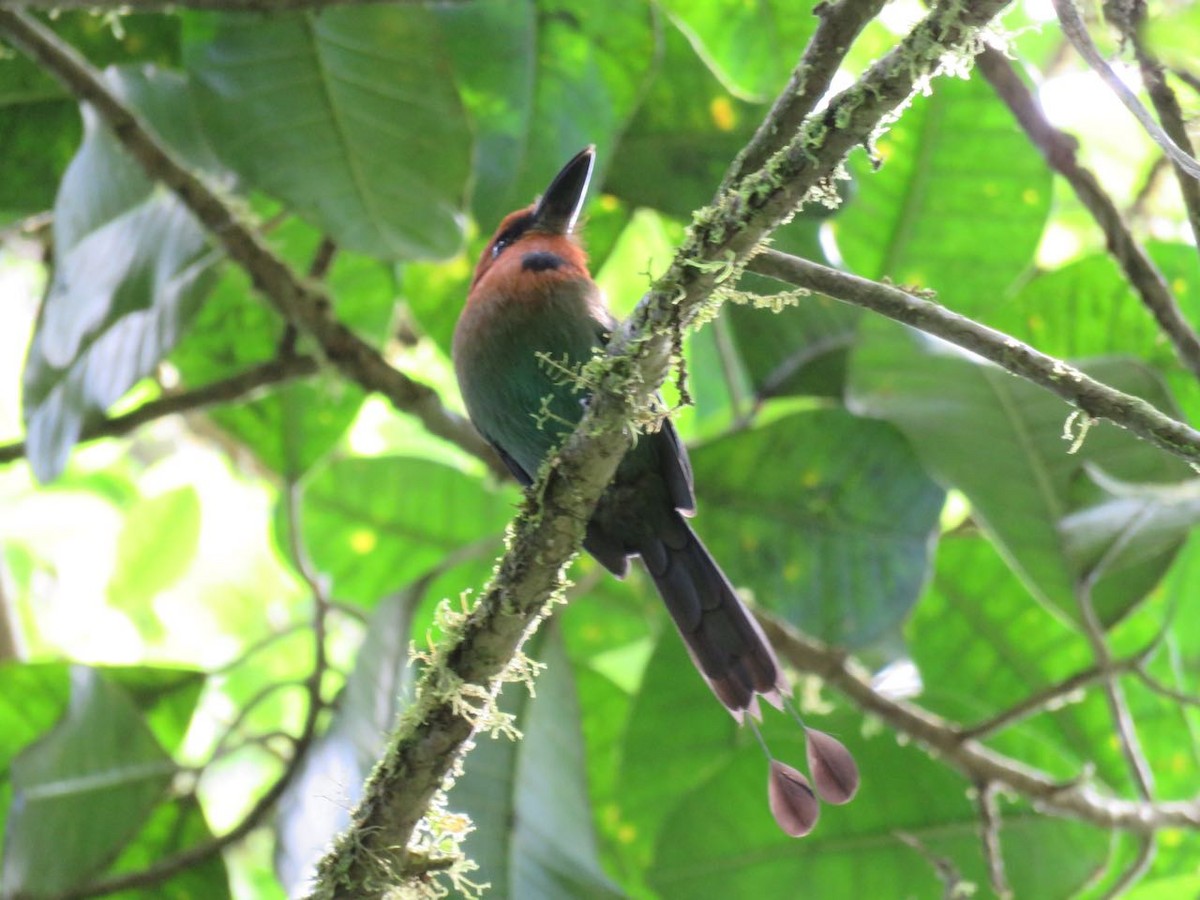 Broad-billed Motmot - ML77322731