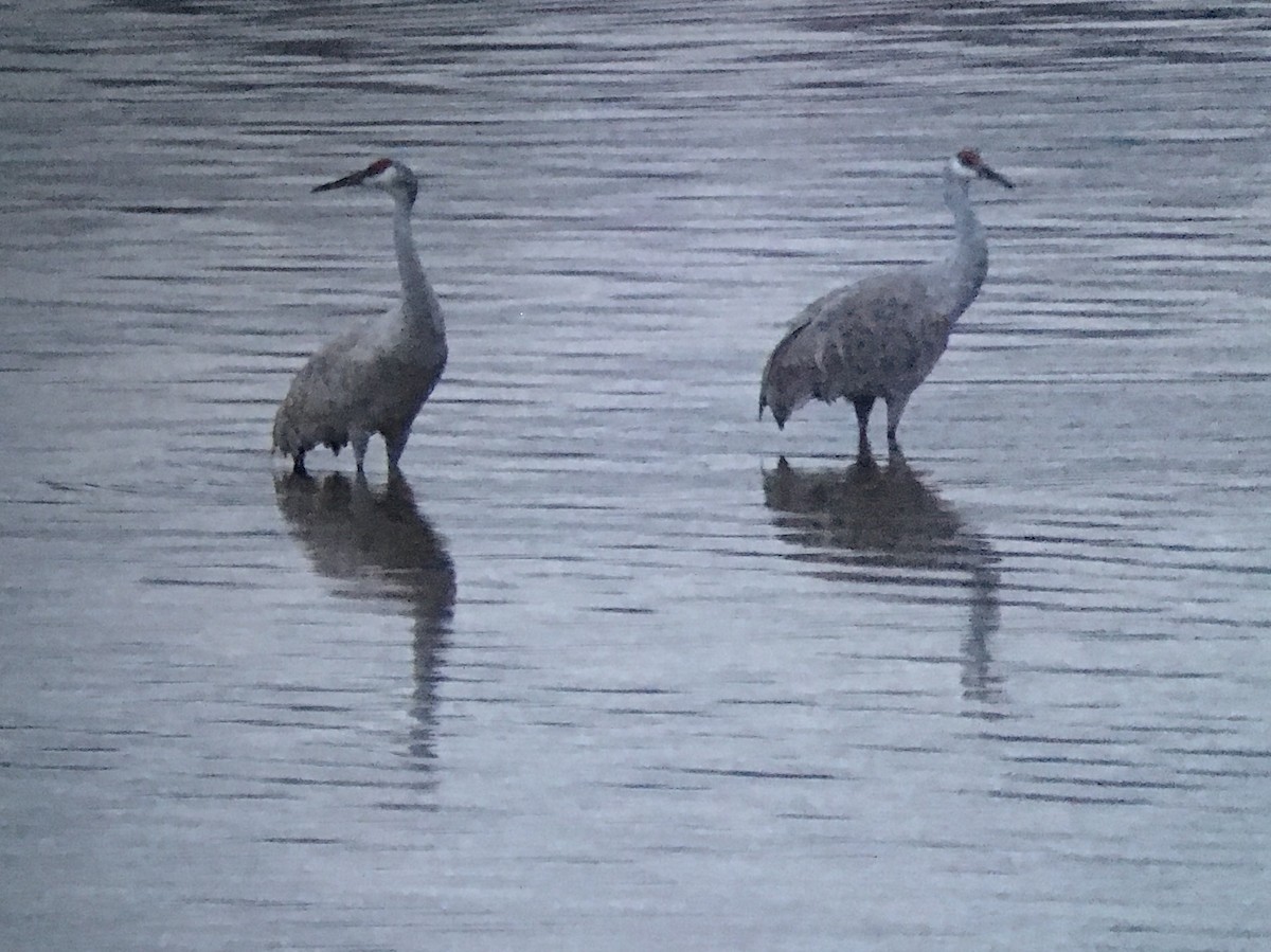 Sandhill Crane - ML77323961