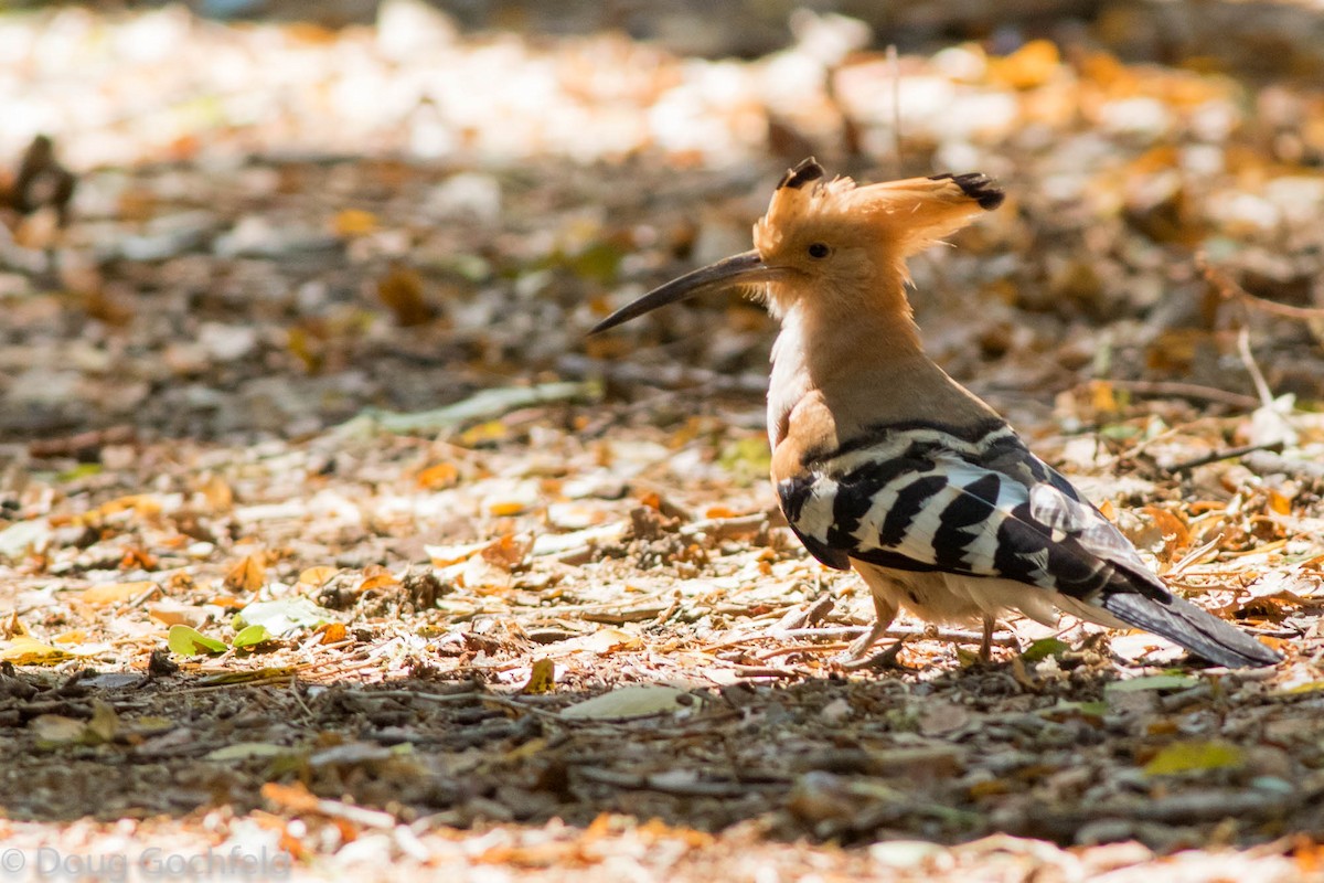 Madagascar Hoopoe - Doug Gochfeld