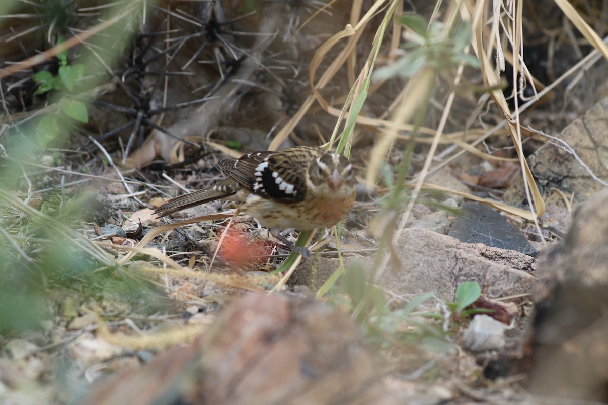 Rose-breasted Grosbeak - ML77324931