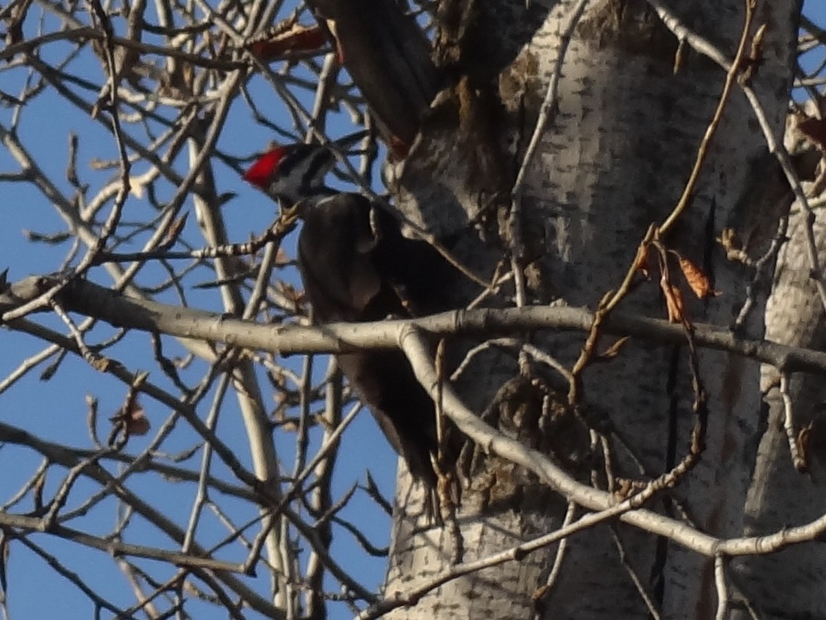 Pileated Woodpecker - ML77325981