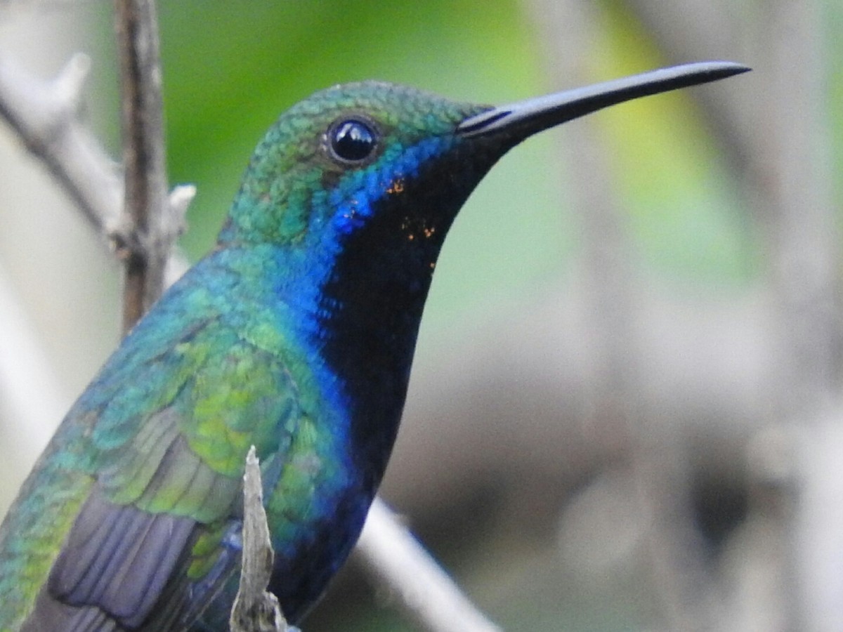 kolibřík tropický - ML77326181