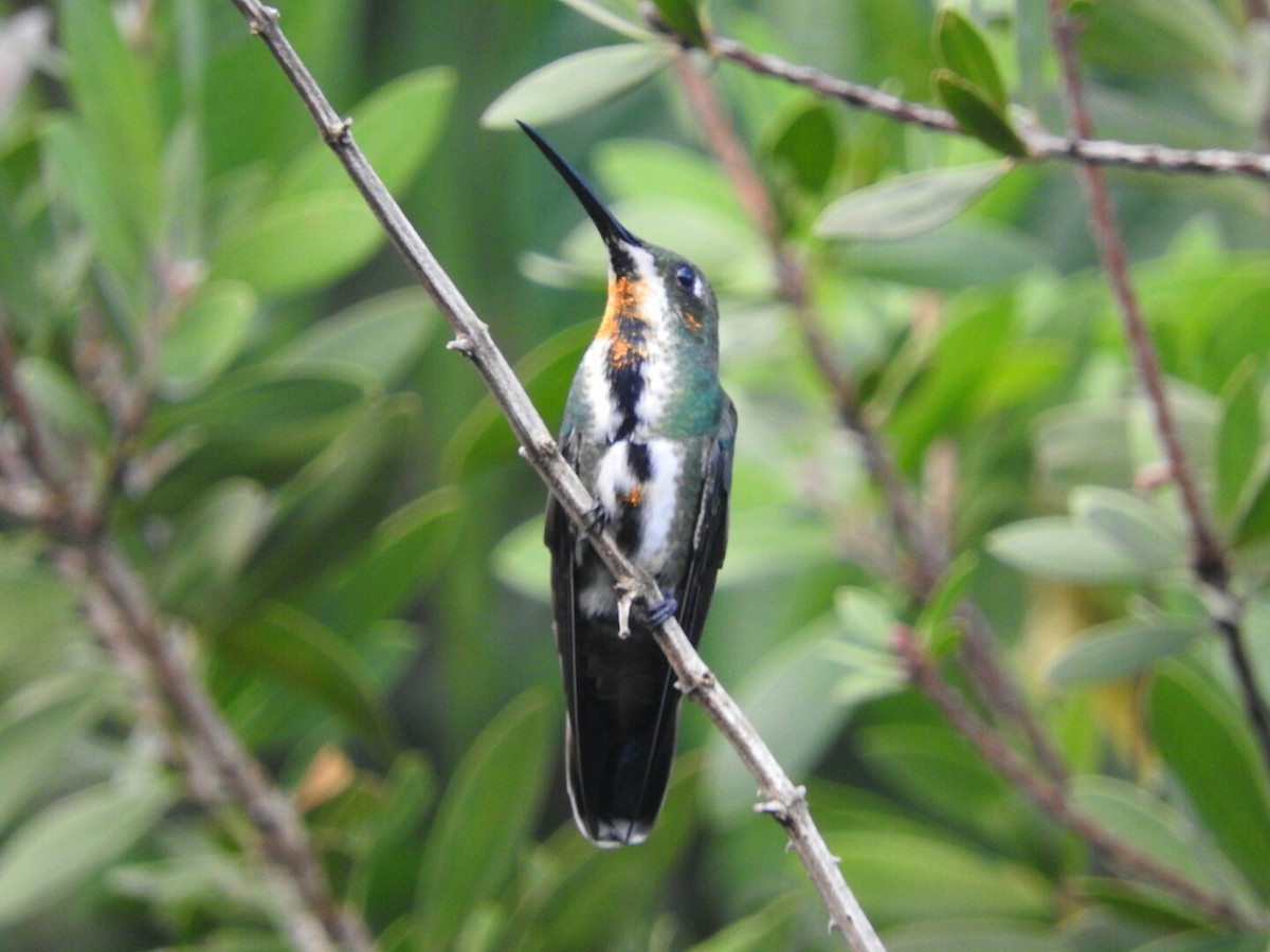 kolibřík tropický - ML77326231