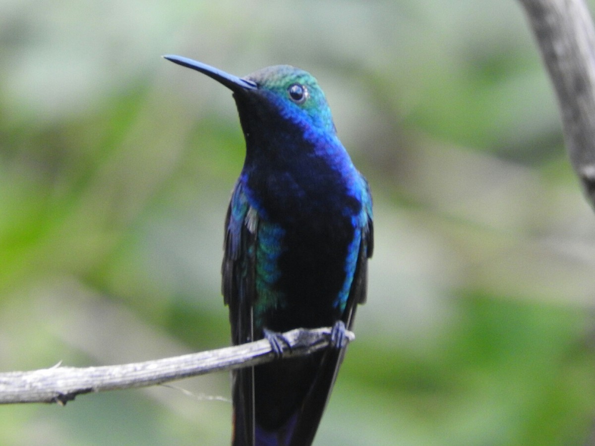 kolibřík tropický - ML77326301