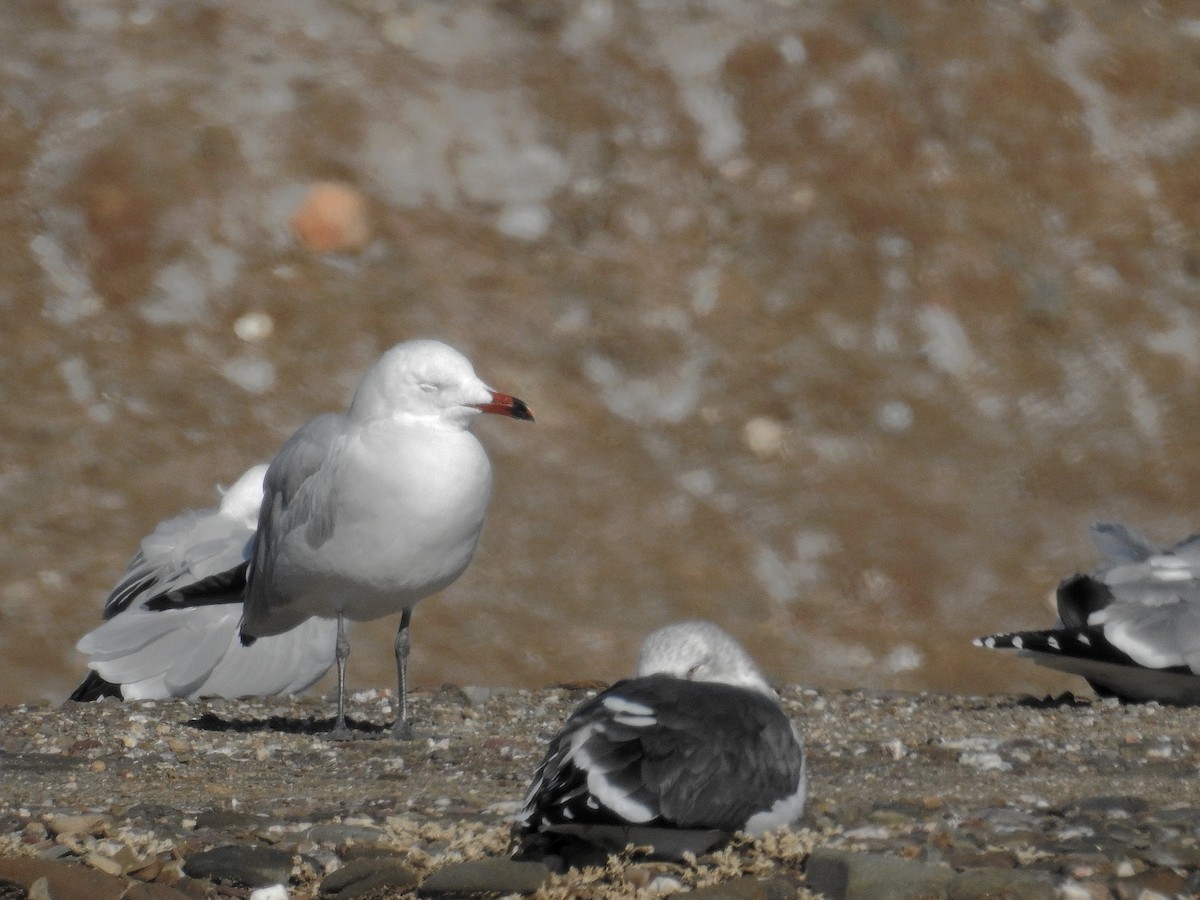 Audouin's Gull - ML77326391