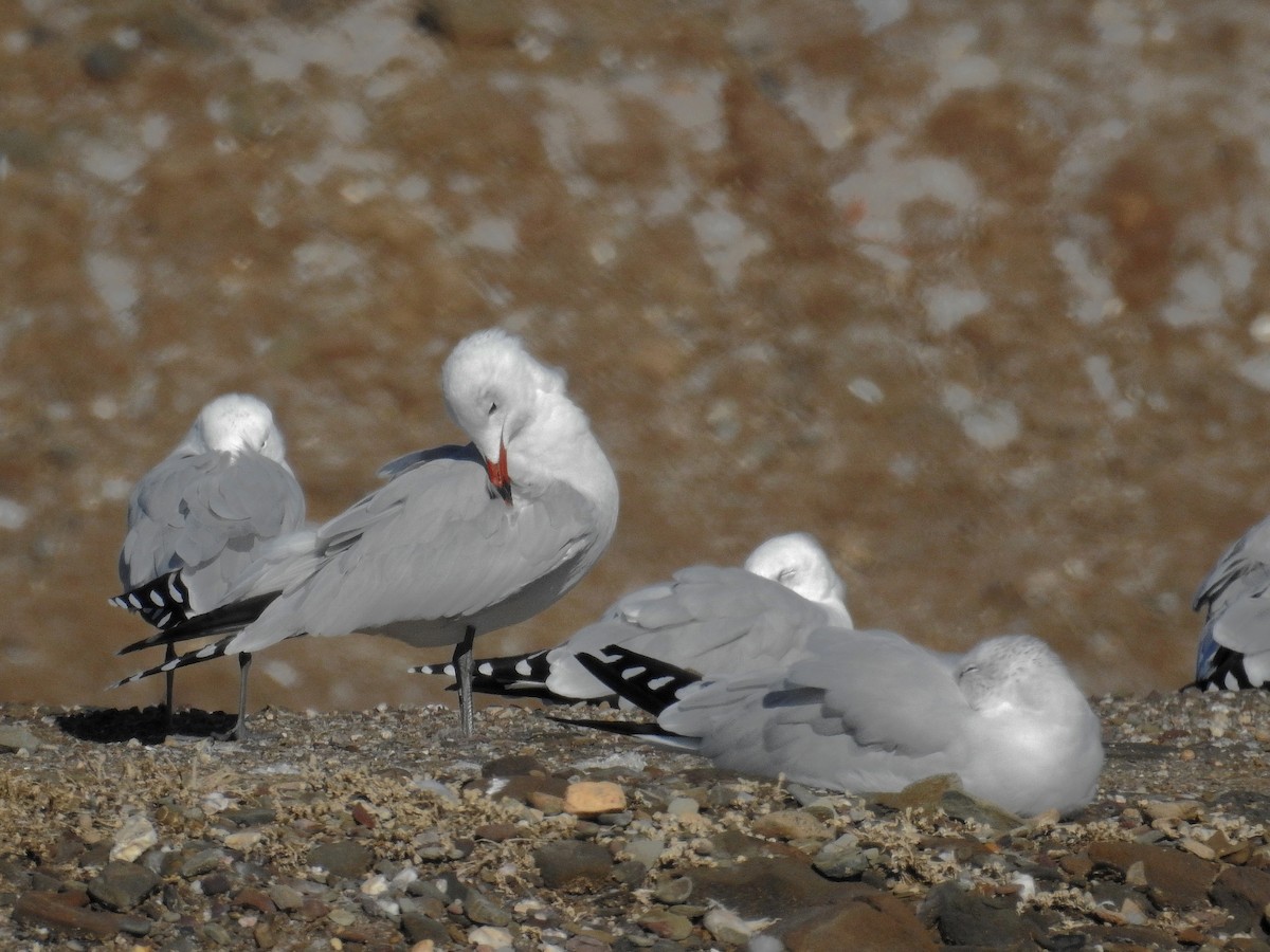 Audouin's Gull - ML77326441