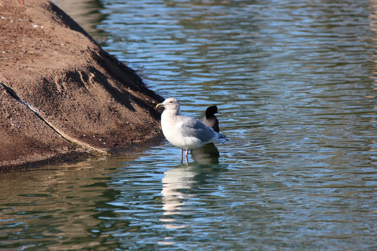 Glaucous-winged Gull - ML77326871