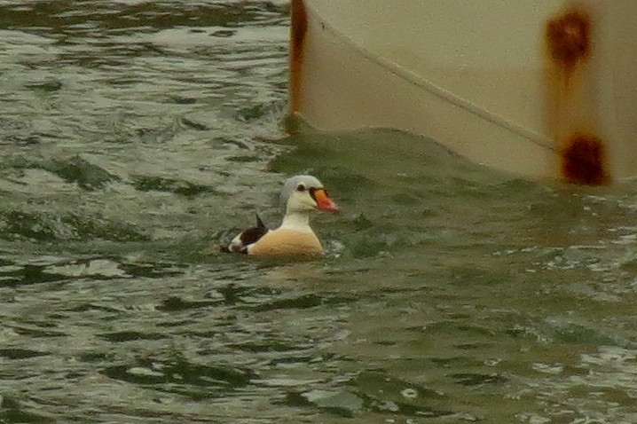 King Eider - ML77327231
