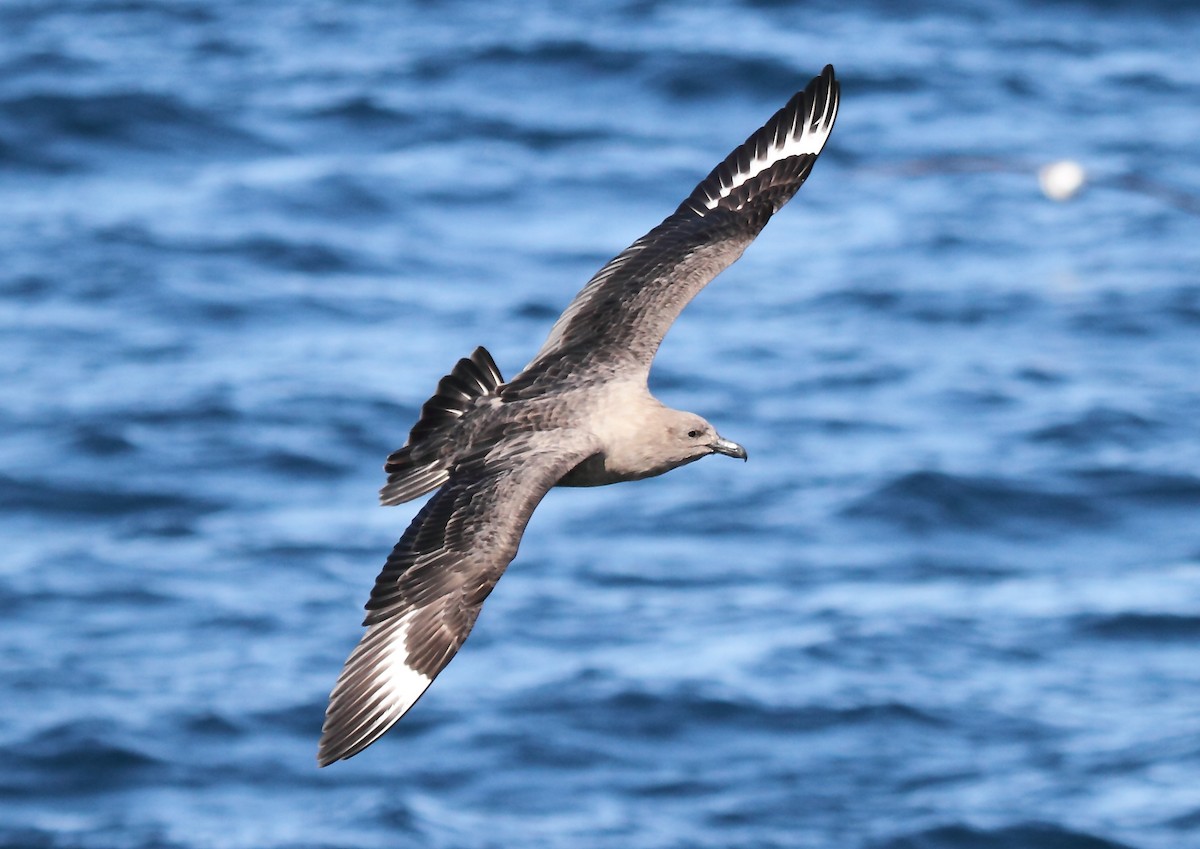 South Polar Skua - Michael Rutkowski