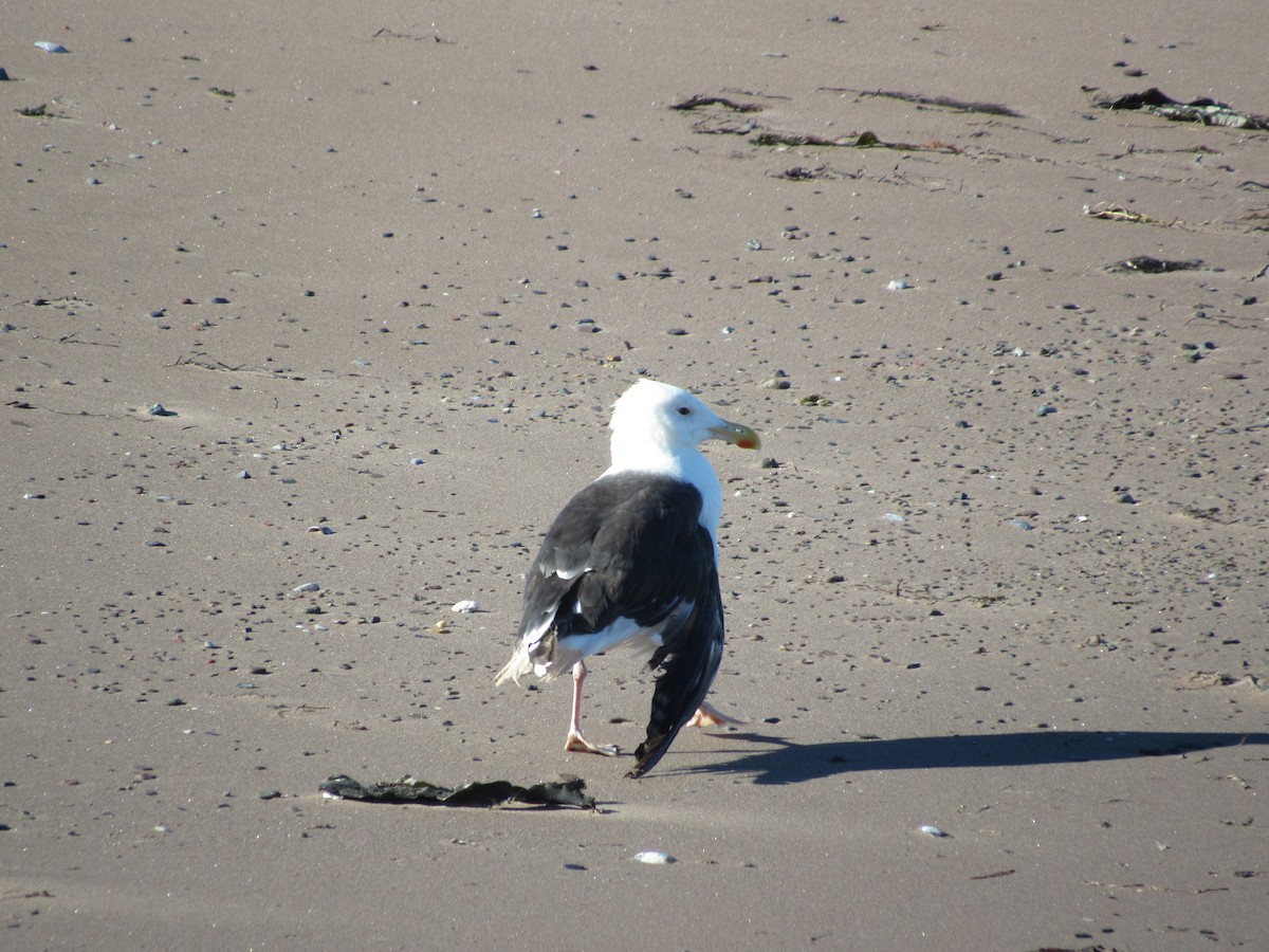 Great Black-backed Gull - ML77328511