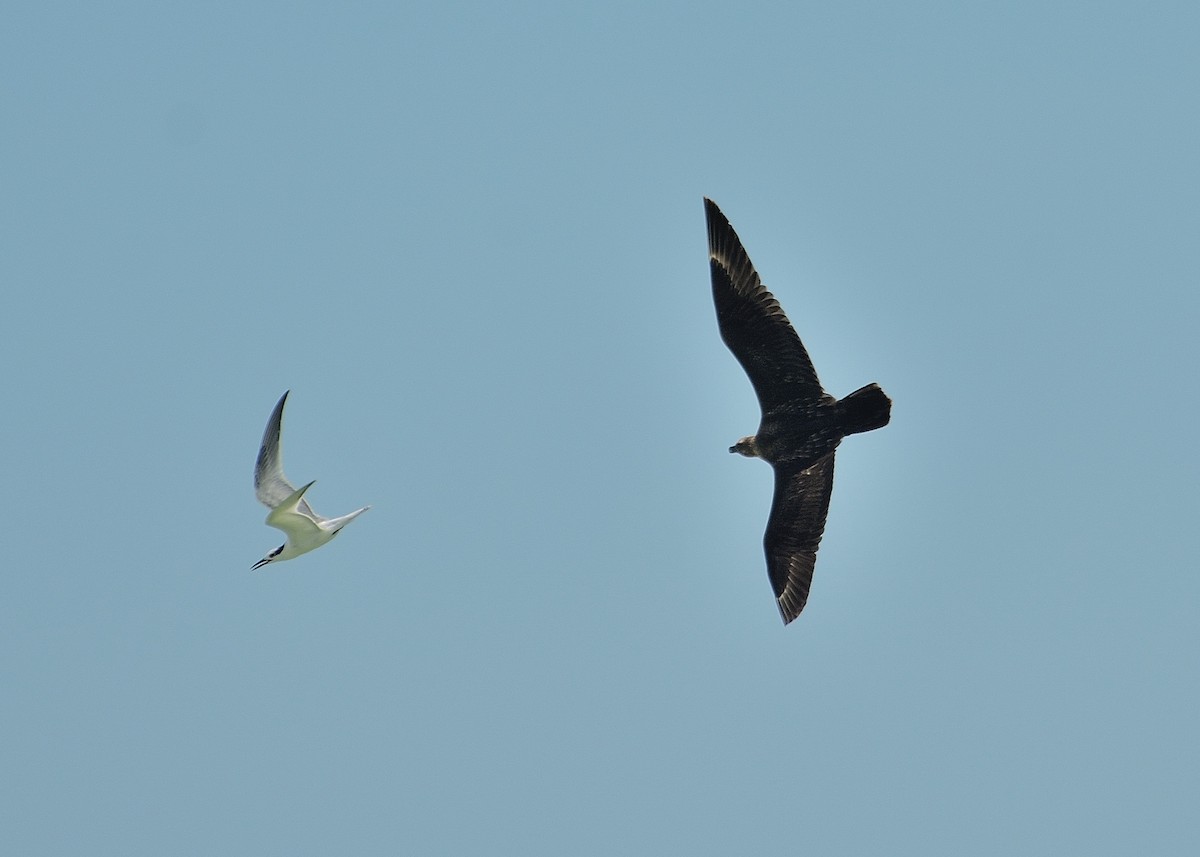 South Polar Skua - ML77329431