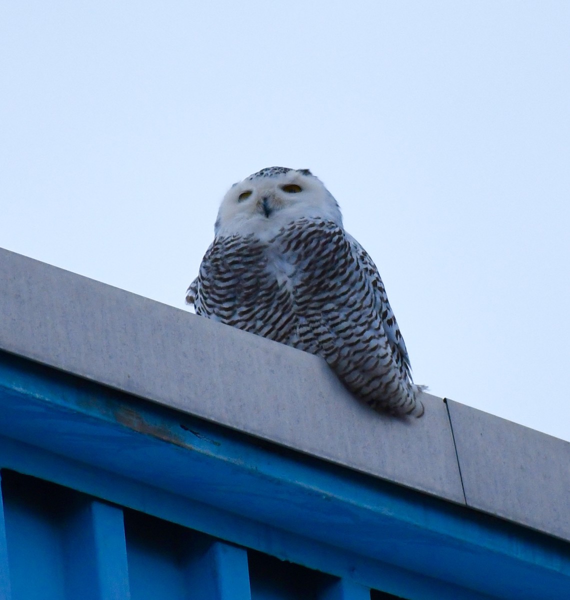 Snowy Owl - ML77332241