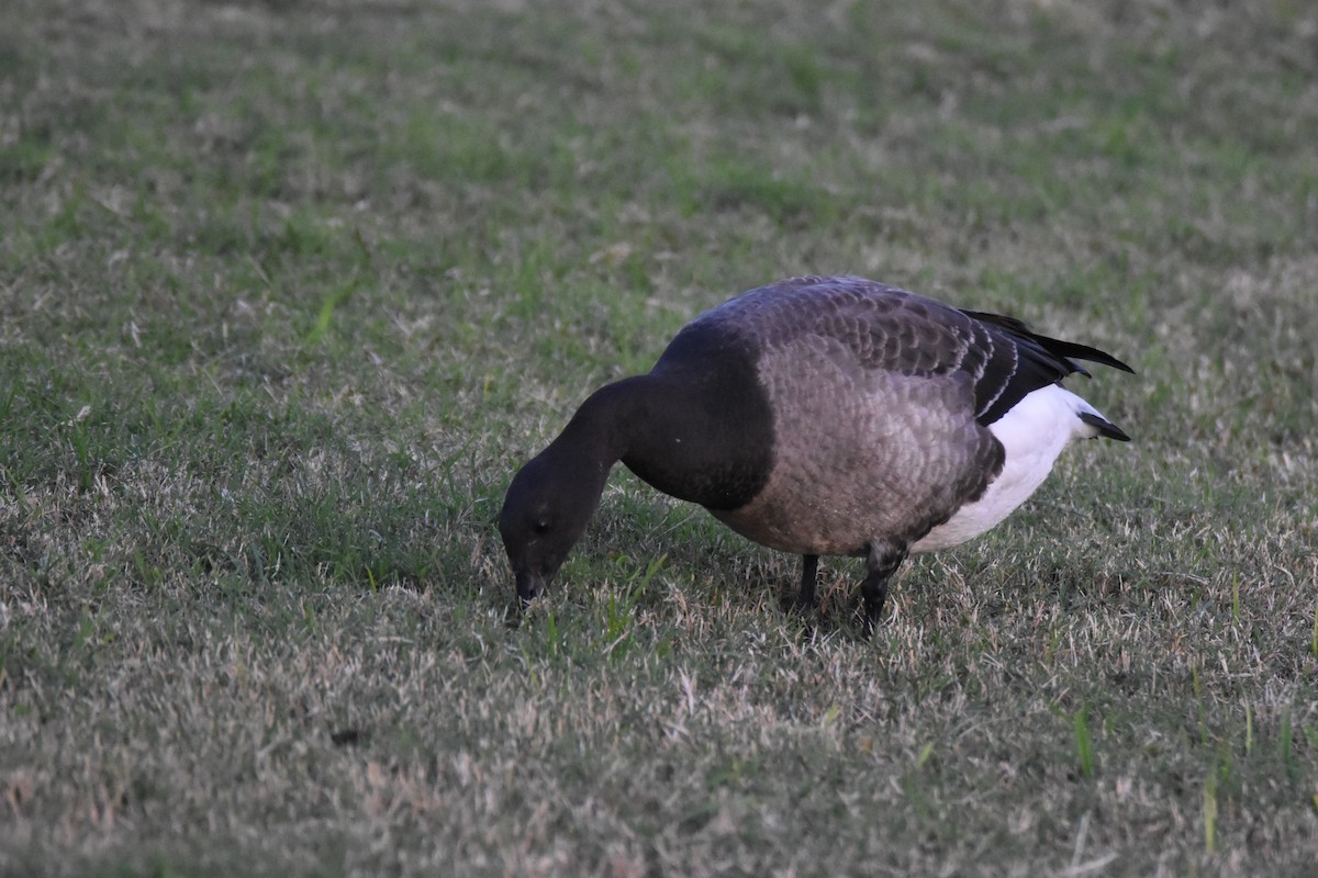 Brant - ML77332281