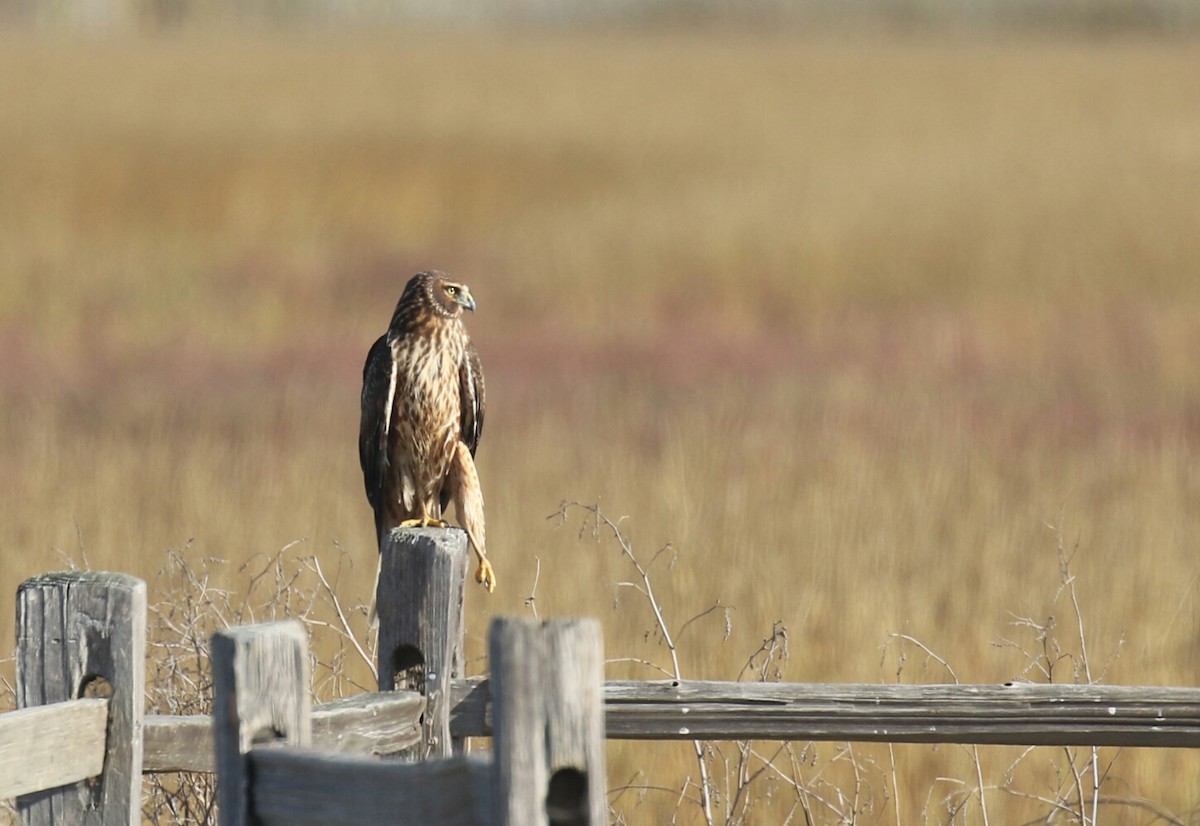 Northern Harrier - ML77333231