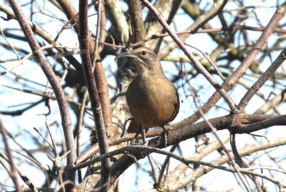 California Thrasher - ML77334001