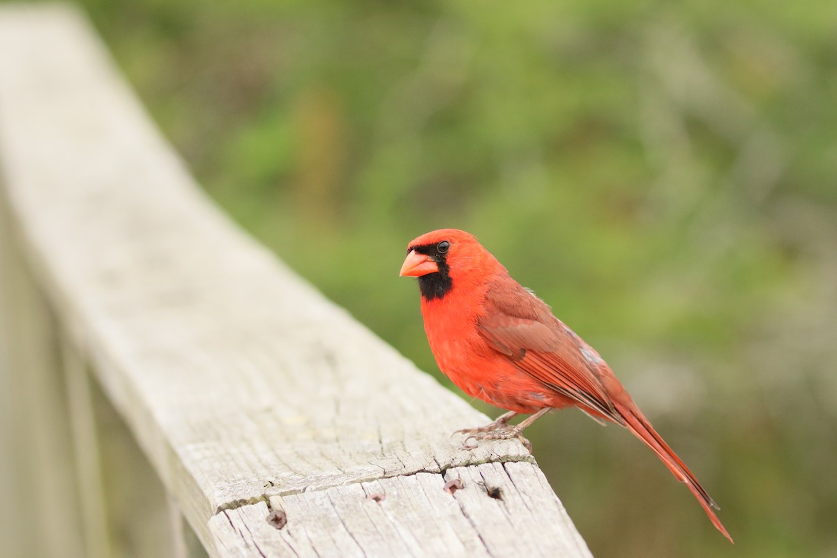 Northern Cardinal - ML77336631