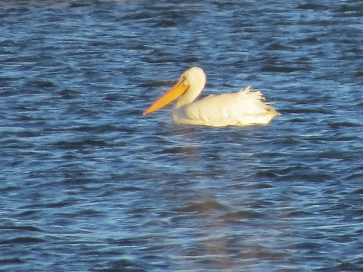 American White Pelican - ML77336691