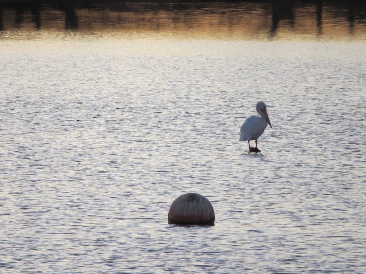 American White Pelican - ML77336861