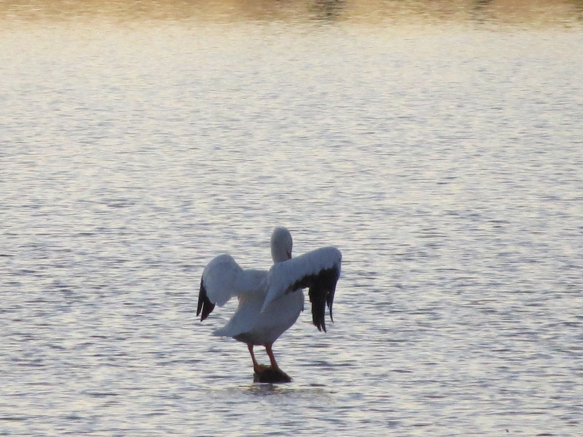 American White Pelican - ML77336881