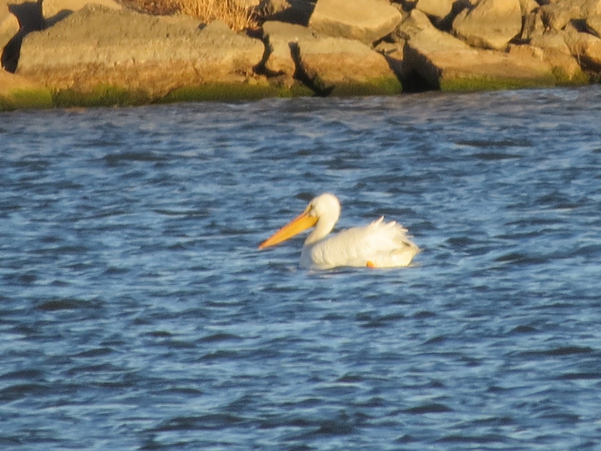 American White Pelican - Ethan Maynard