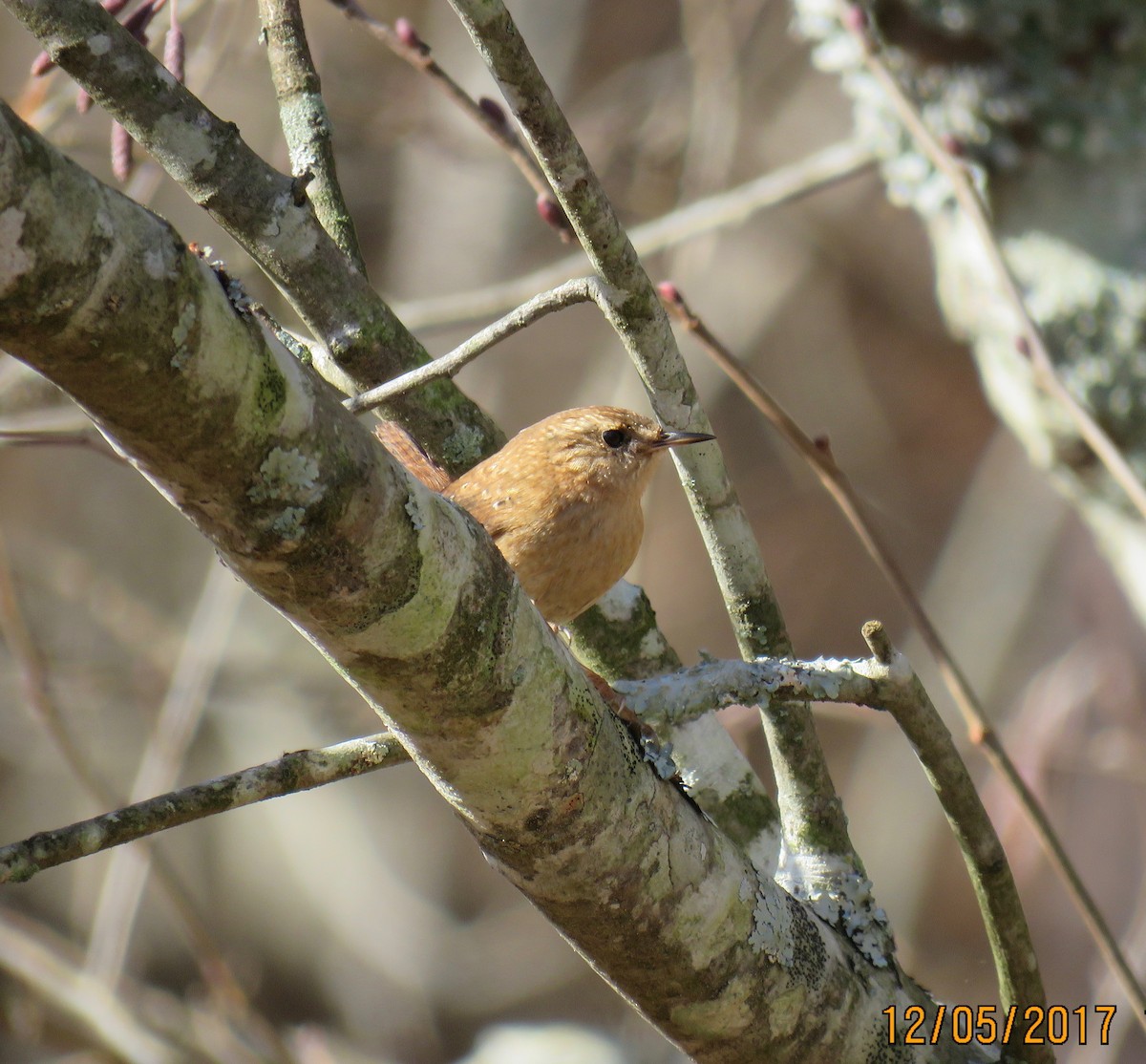 Winter Wren - ML77337641