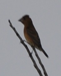 Blue Grosbeak - Joe MDO