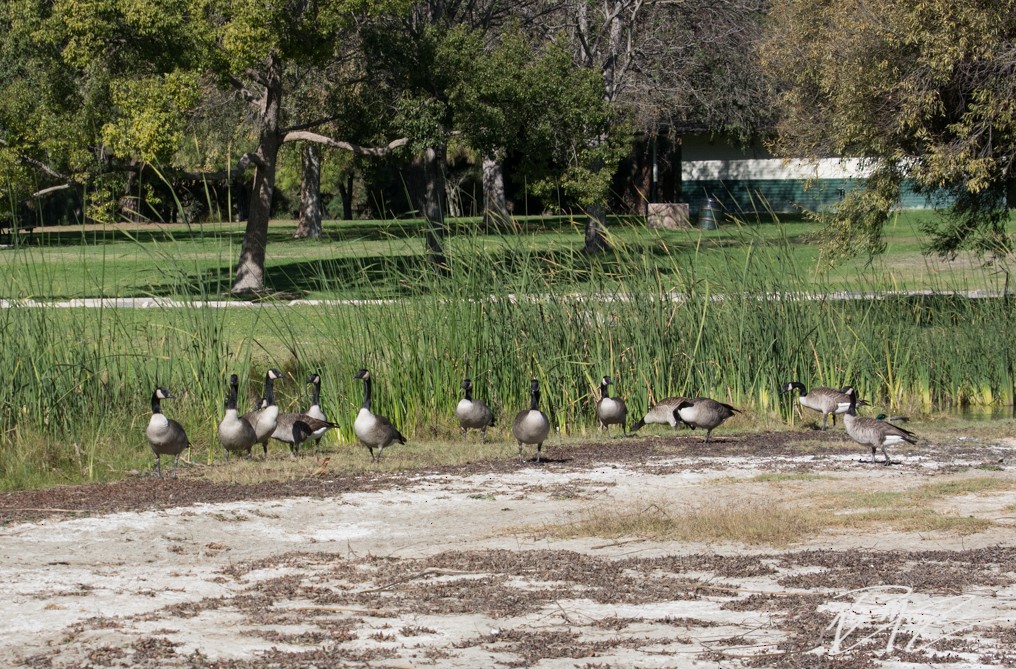 Canada Goose - ML77340391