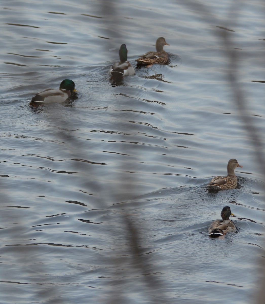 Canard colvert - ML77340571