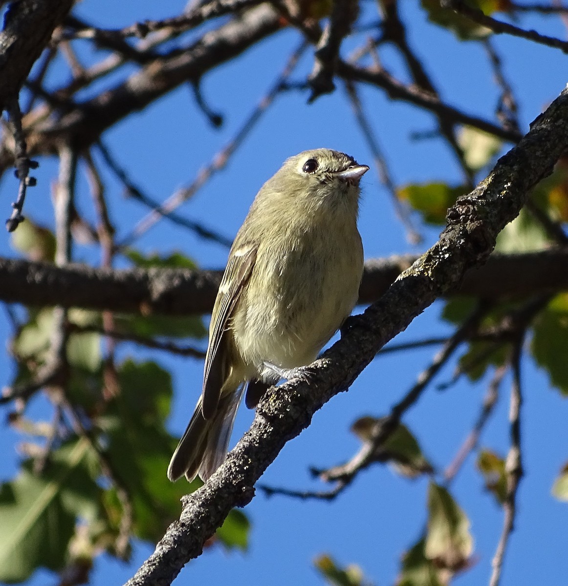 Hutton's Vireo - Diane Rose