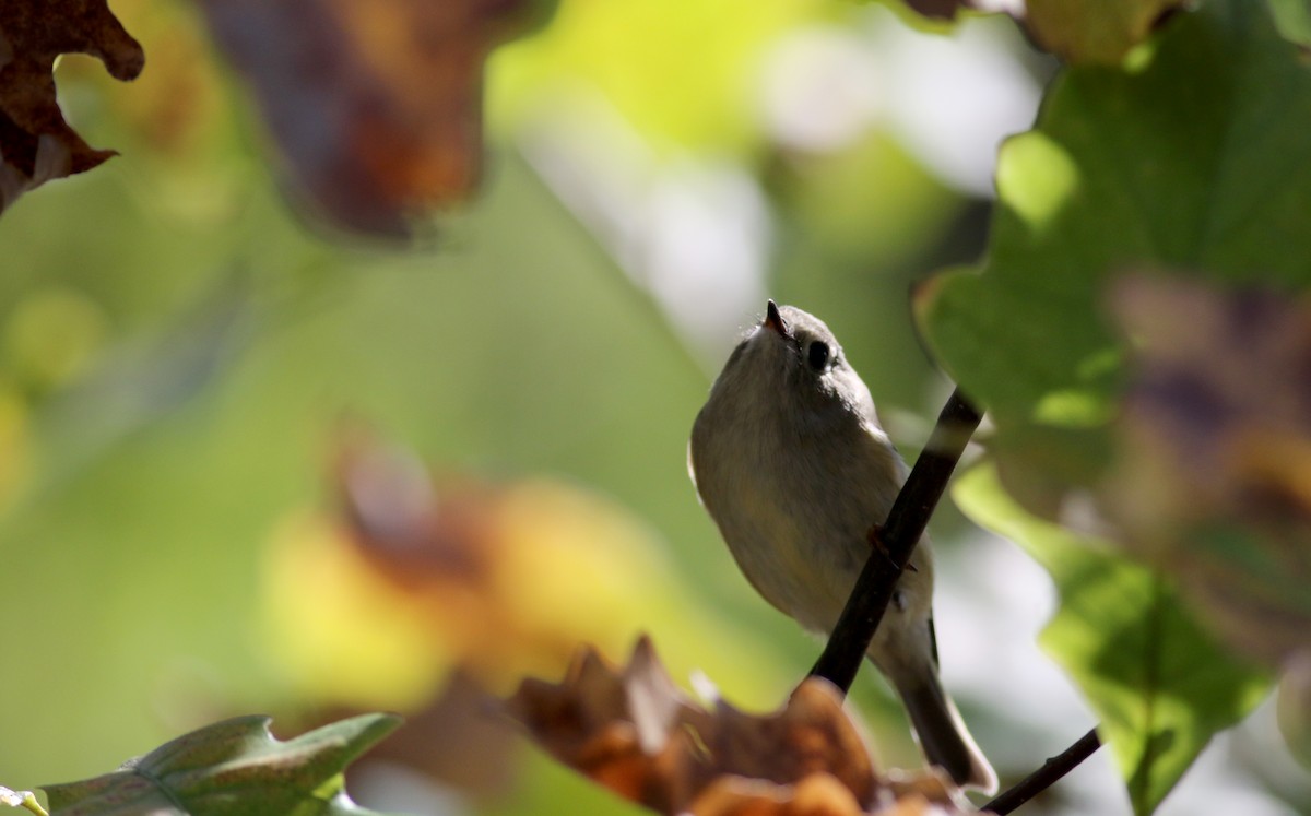 Ruby-crowned Kinglet - ML77342001