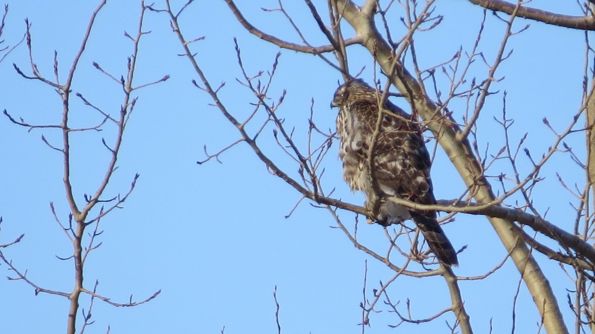 American Goshawk - ML77343741