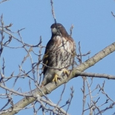 Red-tailed Hawk - Manuel Morales