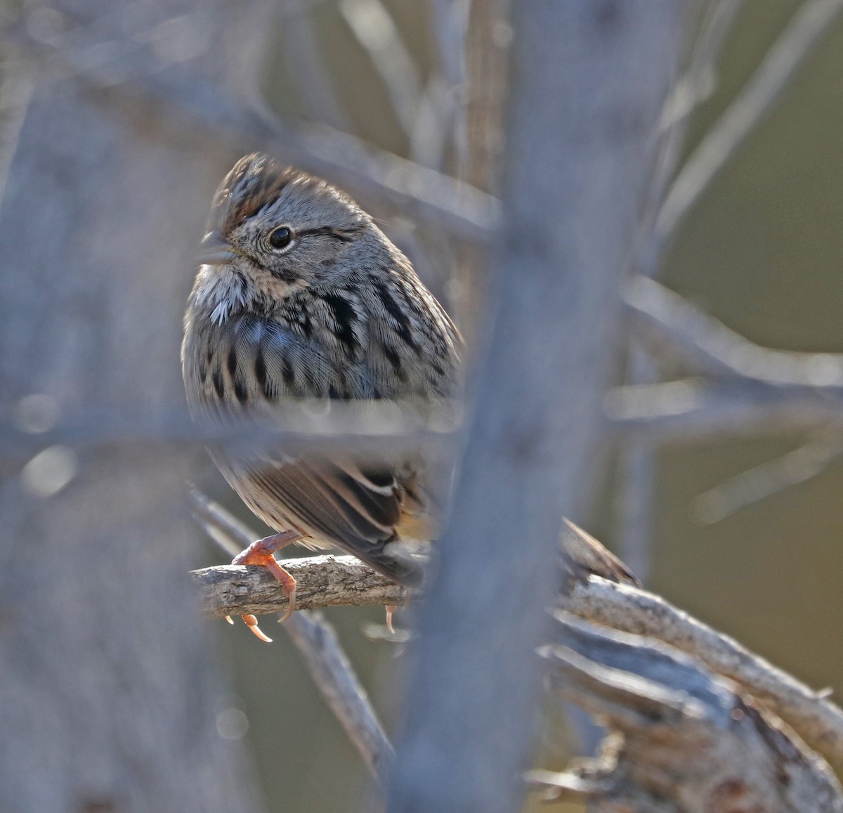 Lincoln's Sparrow - John Bruin