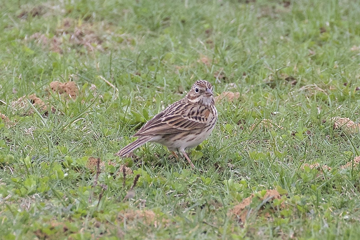 Vesper Sparrow - ML77345831