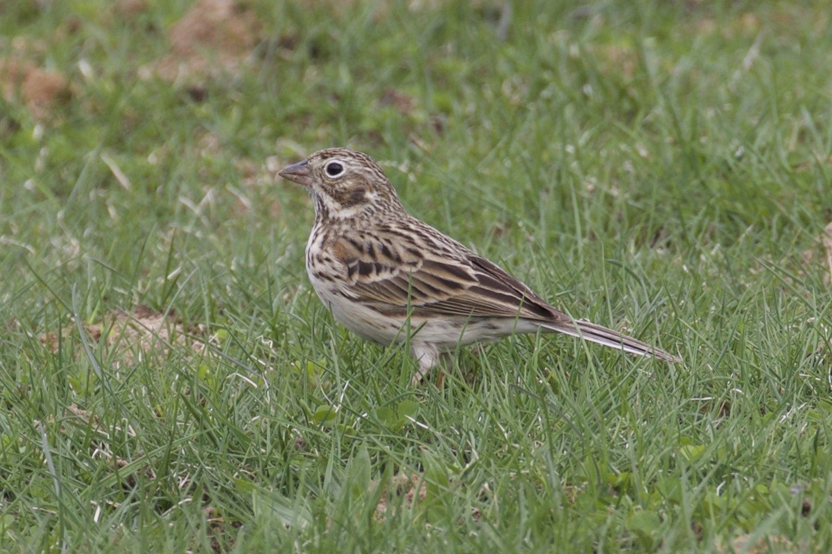 Vesper Sparrow - ML77345841