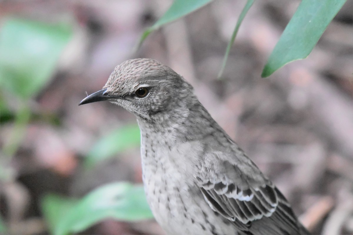 Bahama Mockingbird - Christopher Johnson