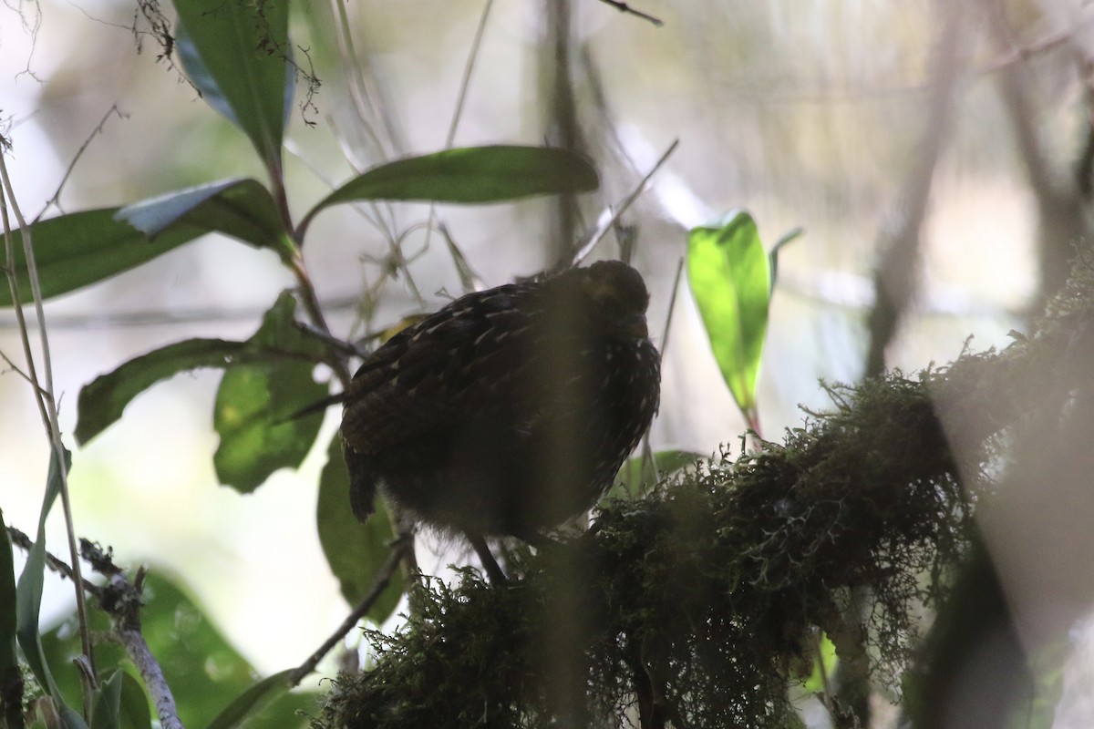 Stripe-faced Wood-Quail - ML77347351