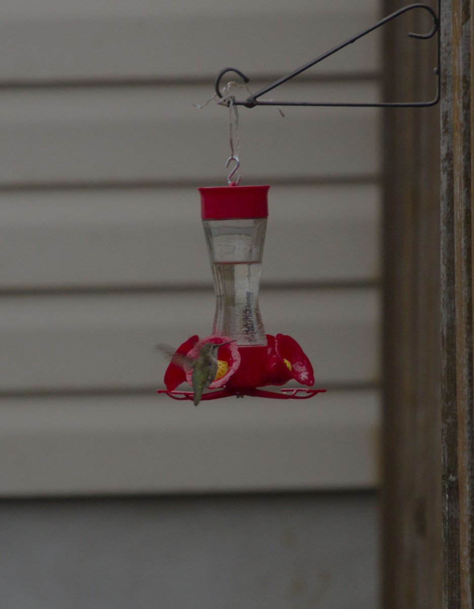 Anna's Hummingbird - ML77348851