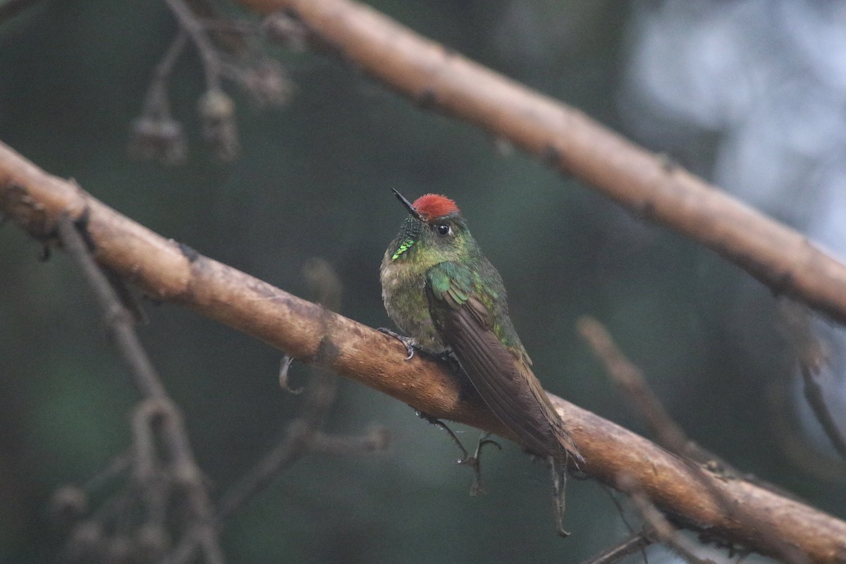 Rufous-capped Thornbill - Eric Heisey